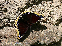 Trauermantel (Nymphalis antiopa) (15.09.2002, F000152)