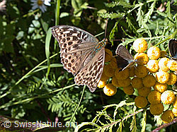 Photo: Kaisermantel valesina (Argynnis paphia f. valesina)