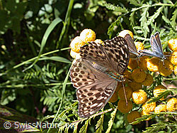 Photo: Kaisermantel valesina (Argynnis paphia f. valesina)