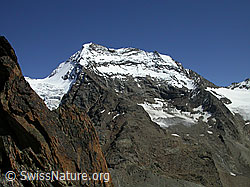 F000311: Lagginhorn