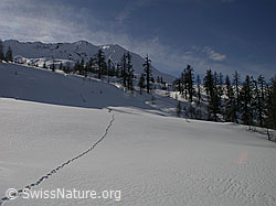 F001679: Spur eines Fuchses in unberührter Winterlandschaft