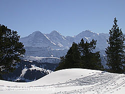 F001884: Eiger, Mönch, Jungfrau und Trogenalp im Winter
