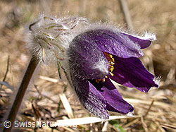 Berg-Anemone (Pulsatilla montana) (F002196) Berg-Anemone (Pulsatilla montana) (F002196)
