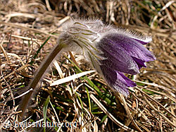 Berg-Anemone (Pulsatilla montana) (15.03.2003, F002198)