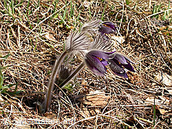 Berg-Anemone (Pulsatilla montana) (15.03.2003, F002200)