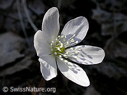 Foto: Leberblümchen mit weisser Blüte
