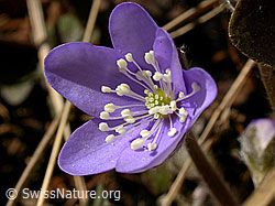 Foto: Blüte des Leberblümchens