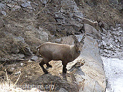 Photo: Steinbock