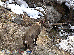 Photo: Steinbock