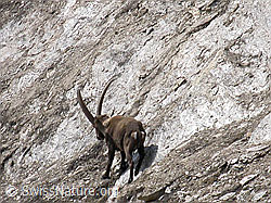 Photo: Steinbock