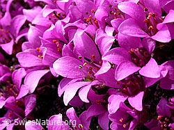 Photo: Gegenblättriger Steinbrech, Blüten