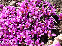 Photo: Gegenblättriger Steinbrech