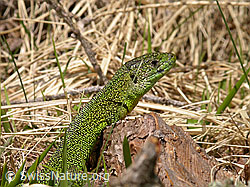 Smaragdeidechse (Lacerta bilineata) (F002336)