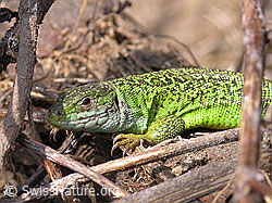 Smaragdeidechse (Lacerta bilineata) (F002347)