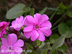 Photo: Rote Waldnelke (Silene dioica)