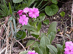 Photo: Rote Waldnelke (Silene dioica)