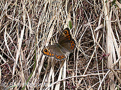 Photo: Lasiommata petropolitana