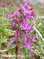 Foto: Festknolliger Lerchensporn (Corydalis solida)