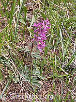 Foto: Festknolliger Lerchensporn (Corydalis solida)