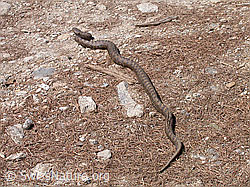 Photo: Aspisviper (Vipera aspis)