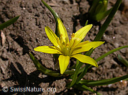 F002447: Röhriger Gelbstern, Blüte