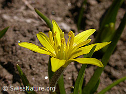 F002448: Blüte des röhrigen Gelbsterns