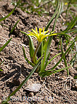 F002450: Röhriger Gelbstern