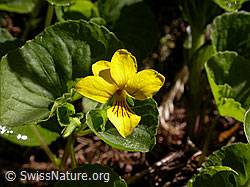 Photo: Gelbes Bergveilchen, Blüte