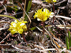 Foto: Draba aizoides