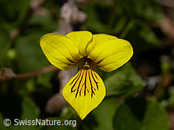 Photo: Blüte des gelben Bergveilchens