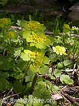 Photo: Wechselblättriges Milzkraut (Chrysosplenium alternifolium)