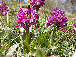 Photo: Rotes Holunder-Knabenkraut