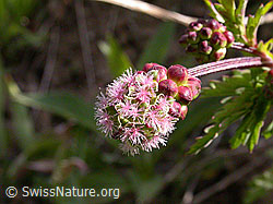 Foto: Kleiner Wiesenknopf (Sanguisorba minor)