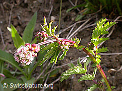 Foto: Kleiner Wiesenknopf (Sanguisorba minor)