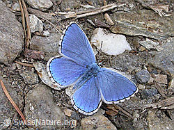 Himmelblauer Bläuling (Polyommatus bellargus) (F002882)