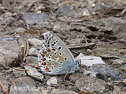 F002885: Himmelblauer Bläuling (Lysandra bellargus)