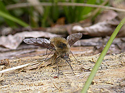 Grosser Wollschweber (Bombylius major) (18.05.2003, F002891)