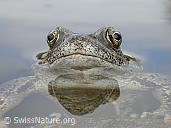 Photo: Grasfrosch (Rana temporaria)