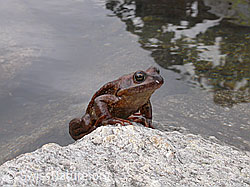 Photo: Grasfrosch (Rana temporaria)