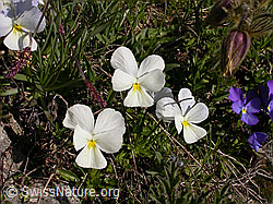 Foto: Langspornige Stiefmütterchen, Blüte weiss