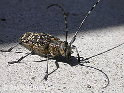 Schusterbock (Monochamus sutor) (F002997) Schusterbock (Monochamus sutor) (F002997)