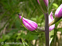 Photo: Rotes Waldvögeleins, geschlossene Blüte