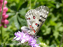 Foto: Apollofalter (Parnassius apollo)