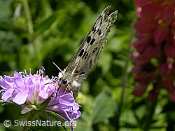 Foto: Apollofalter (Parnassius apollo)