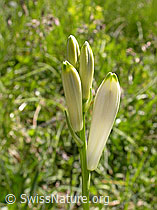 F003176: Knospen der weissen Trichterlilie