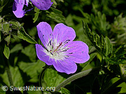 Foto: Wald-Storchschnabel (Geranium sylvaticum)