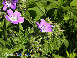 Foto: Wald-Storchschnabel