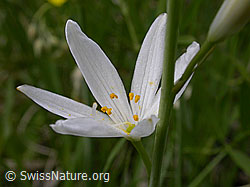Foto: Astlose Graslilie, Blüte