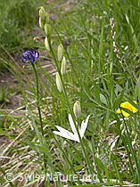 Foto: Astlose Graslilie, Blüte und Knospen