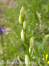 Foto: Astlose Graslilie, Knospen